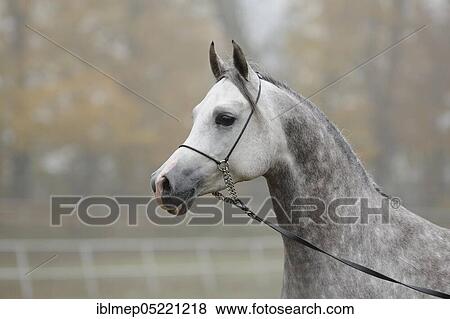 Arabian thoroughbred, grey stallion View Large Photo Image Stock Photo - Arabian thoroughbred, grey stallion. Fotosearch