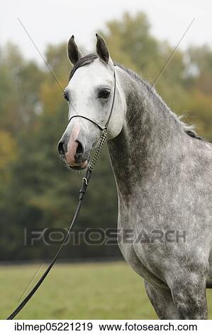 Arabian thoroughbred, grey stallion View Large Photo Image Stock Photo - Arabian thoroughbred, grey stallion. Fotosearch