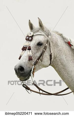 Stock Image - Arabian thoroughbred, grey, with western bridle. Fotosearch