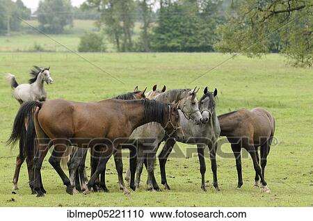 Stock Image - Arabian thoroughbred, herd of young stallions. Fotosearch