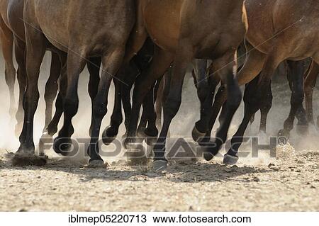 Arabian thoroughbred, horse legs, galloping herd in the sand View Large Photo Image Stock Image - Arabian thoroughbred, horse legs, galloping herd in the sand. Fotosearch
