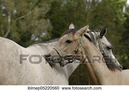Arabian thoroughbred, mare and foal nibbling at each other View Large Photo Image Stock Image - Arabian thoroughbred, mare and foal nibbling at each other. Fotosearch
