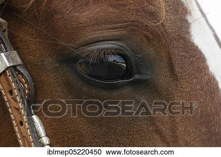 Arabian thoroughbred, mare, eye, brown View Large Photo Image Stock Image - Arabian thoroughbred, mare, eye, brown. Fotosearch