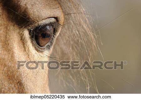 Arabian thoroughbred, mare, eye, brown View Large Photo Image Stock Photography - Arabian thoroughbred, mare, eye, brown. Fotosearch