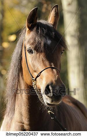 Arabian thoroughbred, Mare, Portrait View Large Photo Image Stock Photo - Arabian thoroughbred, Mare, Portrait. Fotosearch