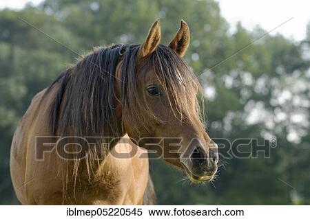 Arabian thoroughbred, mare View Large Photo Image Stock Photography - Arabian thoroughbred, mare. Fotosearch