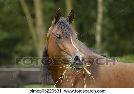 Arabian thoroughbred, mare with grass in her mouth View Large Photo Image Stock Image - Arabian thoroughbred, mare with grass in her mouth. Fotosearch