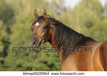 Arabian thoroughbred, mare with show halter View Large Photo Image Picture - Arabian thoroughbred, mare with show halter. Fotosearch
