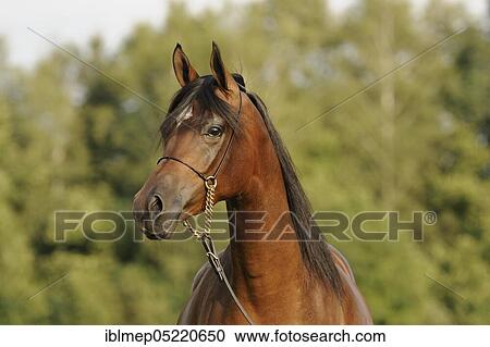 Arabian thoroughbred, mare with show halter View Large Photo Image Stock Image - Arabian thoroughbred, mare with show halter. Fotosearch