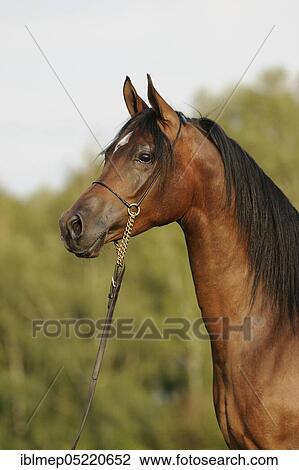 Arabian thoroughbred, mare with show halter View Large Photo Image Stock Image - Arabian thoroughbred, mare with show halter. Fotosearch