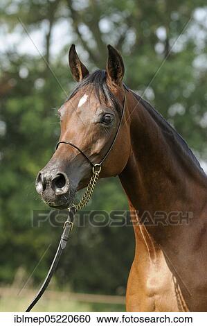 Arabian thoroughbred, mare with show halter View Large Photo Image Stock Image - Arabian thoroughbred, mare with show halter. Fotosearch