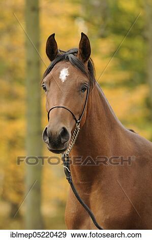 Arabian thoroughbred, mare with show halter, bay, autumn View Large Photo Image Stock Photo - Arabian thoroughbred, mare with show halter, bay, autumn. Fotosearch