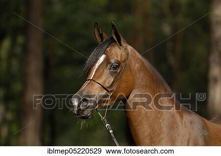 Arabian thoroughbred, mare with show halter View Large Photo Image Stock Photo - Arabian thoroughbred, mare with show halter. Fotosearch