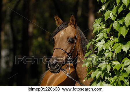 Arabian thoroughbred, mare with show halter View Large Photo Image Stock Photo - Arabian thoroughbred, mare with show halter. Fotosearch
