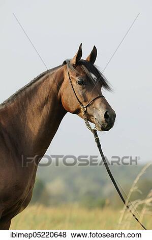Stock Photo - Arabian thoroughbred, mare with show halter. Fotosearch