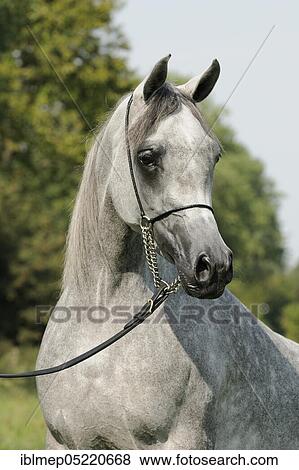 Arabian thoroughbred, mare with show halter View Large Photo Image Stock Photo - Arabian thoroughbred, mare with show halter. Fotosearch