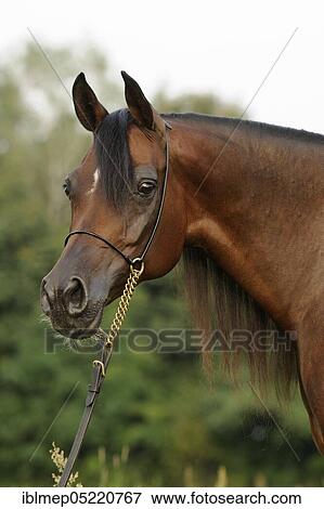 Arabian thoroughbred, mare with show halter View Large Photo Image Stock Photo - Arabian thoroughbred, mare with show halter. Fotosearch