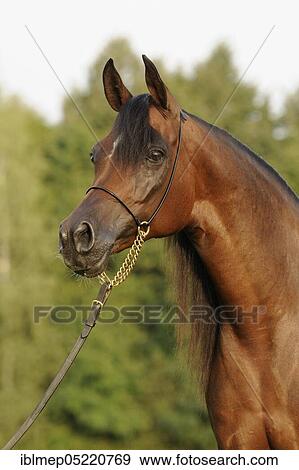 Arabian thoroughbred, mare with show halter View Large Photo Image Stock Photo - Arabian thoroughbred, mare with show halter. Fotosearch