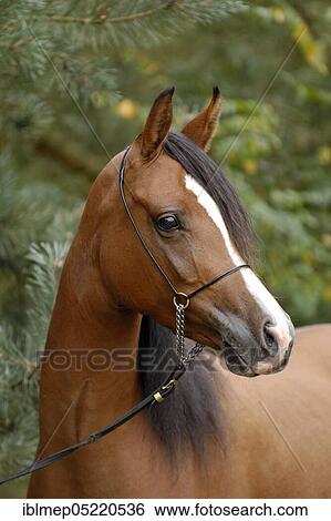 Arabian thoroughbred, mare with show halter View Large Photo Image Stock Photograph - Arabian thoroughbred, mare with show halter. Fotosearch