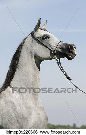 Arabian thoroughbred, mare with show halter View Large Photo Image Stock Photograph - Arabian thoroughbred, mare with show halter. Fotosearch