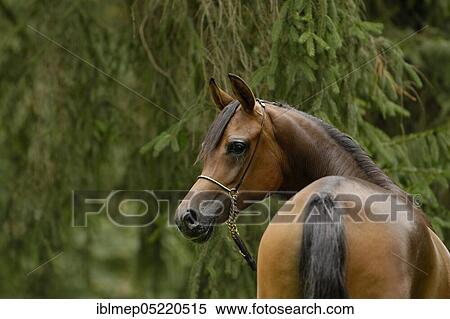 Arabian thoroughbred, mare with show halter View Large Photo Image Stock Photography - Arabian thoroughbred, mare with show halter. Fotosearch