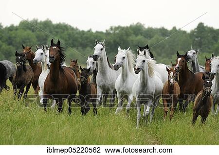 Arabian thoroughbred, mares and foals gallop across the pasture View Large Photo Image Stock Image - Arabian thoroughbred, mares and foals gallop across the pasture. Fotosearch