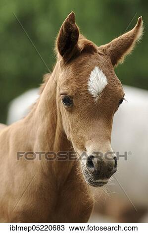 Stock Image - Arabian thoroughbred, portrait of a chestnut foal. Fotosearch