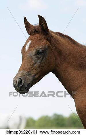 Arabian thoroughbred, portrait of a chestnut foal View Large Photo Image Stock Image - Arabian thoroughbred, portrait of a chestnut foal. Fotosearch