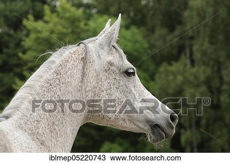 Arabian thoroughbred, portrait of a grey mare View Large Photo Image Stock Image - Arabian thoroughbred, portrait of a grey mare. Fotosearch