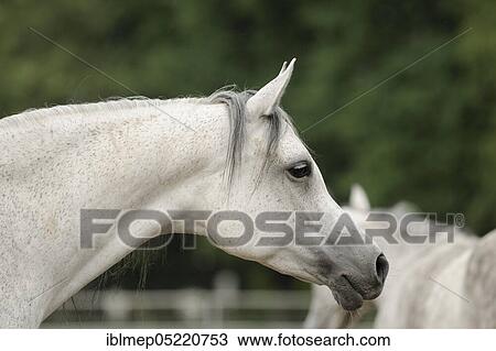 Stock Image - Arabian thoroughbred, portrait of a grey mare. Fotosearch