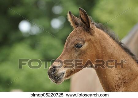 Arabian thoroughbred, portrait of a brown colt View Large Photo Image Stock Photography - Arabian thoroughbred, portrait of a brown colt. Fotosearch