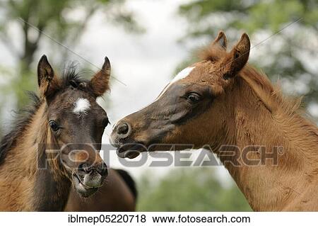 Stock Photo - Arabian thoroughbred, portrait of two foals. Fotosearch