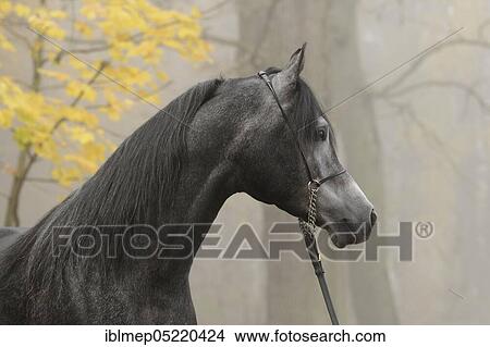 Arabian thoroughbred, stallion, grey in the mist, with show halter, autumn View Large Photo Image Picture - Arabian thoroughbred, stallion, grey in the mist, with show halter, autumn. Fotosearch