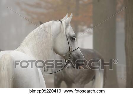Arabian thoroughbred, stallion, grey in the mist, with show halter, autumn View Large Photo Image Stock Photo - Arabian thoroughbred, stallion, grey in the mist, with show halter, autumn. Fotosearch