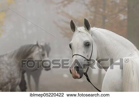Arabian thoroughbred, stallion, grey stallion in the mist with show halter, autumn View Large Photo Image Stock Image - Arabian thoroughbred, stallion, grey stallion in the mist with show halter, autumn. Fotosearch
