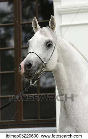 Arabian thoroughbred, stallion, grey View Large Photo Image Stock Image - Arabian thoroughbred, stallion, grey. Fotosearch