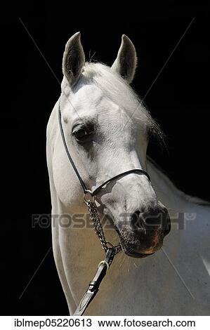 Arabian thoroughbred, stallion, grey View Large Photo Image Stock Image - Arabian thoroughbred, stallion, grey. Fotosearch