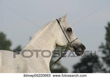 Arabian thoroughbred, stallion, grey View Large Photo Image Stock Image - Arabian thoroughbred, stallion, grey. Fotosearch