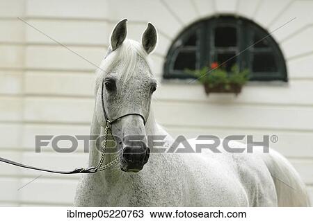 Arabian thoroughbred, stallion, grey with show halter View Large Photo Image Stock Image - Arabian thoroughbred, stallion, grey with show halter. Fotosearch