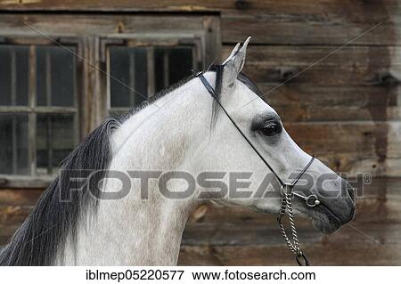 Arabian thoroughbred, stallion, grey View Large Photo Image Stock Photo - Arabian thoroughbred, stallion, grey. Fotosearch