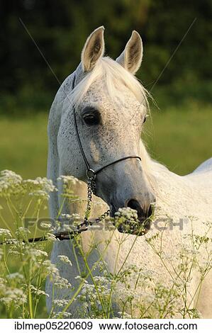 Arabian thoroughbred, stallion, grey View Large Photo Image Stock Photo - Arabian thoroughbred, stallion, grey. Fotosearch