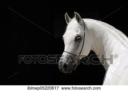 Arabian thoroughbred, stallion, grey View Large Photo Image Stock Photo - Arabian thoroughbred, stallion, grey. Fotosearch
