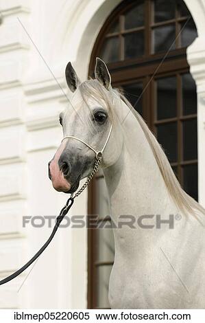 Arabian thoroughbred, stallion, grey View Large Photo Image Stock Photography - Arabian thoroughbred, stallion, grey. Fotosearch