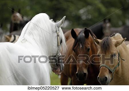 Arabian thoroughbred, stallion impresses mares, grey View Large Photo Image Stock Photo - Arabian thoroughbred, stallion impresses mares, grey. Fotosearch