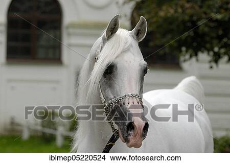 Arabian thoroughbred, stallion with halter, grey View Large Photo Image Picture - Arabian thoroughbred, stallion with halter, grey. Fotosearch