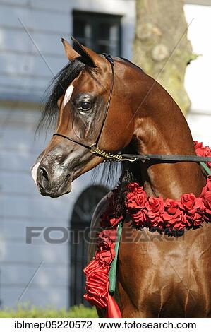 Arabian thoroughbred, stallion with red flower wreath View Large Photo Image Stock Image - Arabian thoroughbred, stallion with red flower wreath. Fotosearch