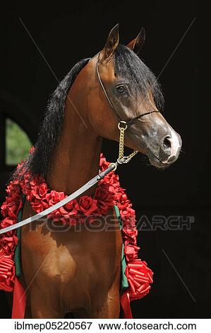 Arabian thoroughbred, stallion with red flower wreath View Large Photo Image Stock Photo - Arabian thoroughbred, stallion with red flower wreath. Fotosearch