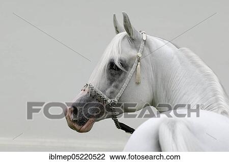 Arabian thoroughbred, stallion with halter, grey View Large Photo Image Stock Image - Arabian thoroughbred, stallion with halter, grey. Fotosearch