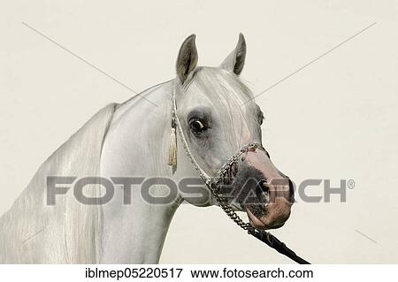 Arabian thoroughbred, stallion with halter, grey View Large Photo Image Stock Photo - Arabian thoroughbred, stallion with halter, grey. Fotosearch