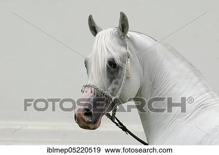 Arabian thoroughbred, stallion with halter, grey View Large Photo Image Stock Photo - Arabian thoroughbred, stallion with halter, grey. Fotosearch